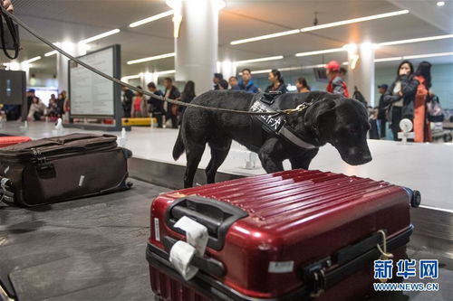 口岸監(jiān)管工作犬服務春運 助力行李托運安全